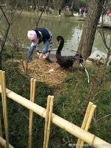 男子吃摔瓜趣事,趣味瞬间引网友爆笑