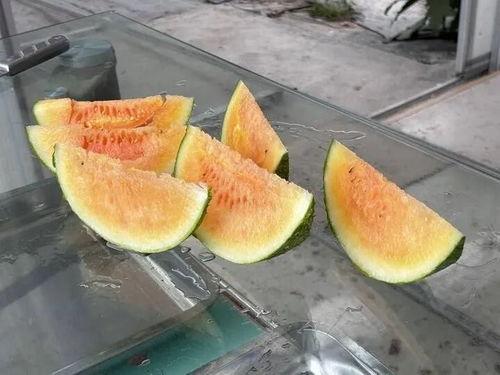 湖北仙游夏日吃瓜,瓜香四溢的湖北风情