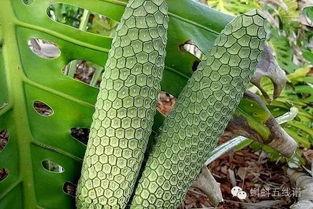 吃蛇瓜的吃货主播,跟随吃货主播解锁独特口感之旅