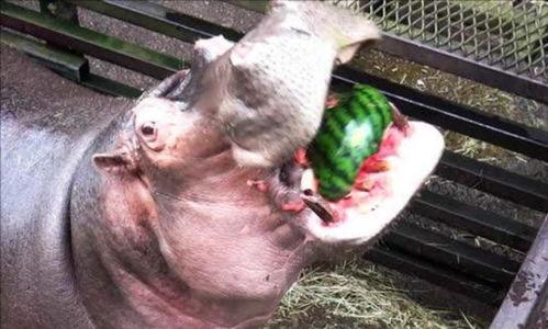 河马吃瓜搞怪,趣味横生的动物搞笑瞬间