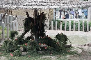 犀牛吃瓜犀牛,探寻犀牛的独特饮食习惯