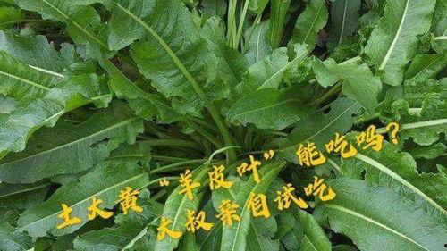 羊吃瓠瓜叶,探寻绿色牧场的秘密