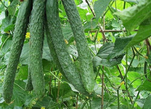 吃一根脆瓜,夏日清新一夏